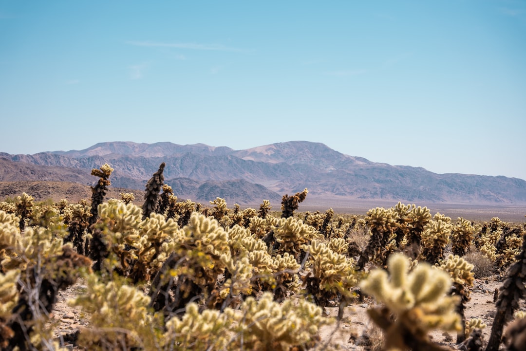 Photo Ranch, Palm trees